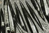 Polished Fossil Orthoceras (Cephalopod) Plate - Morocco #359677-1